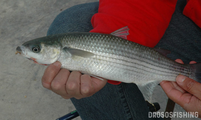 match-fishing-kefalos-drosos-9 - DrososFishing - Τα πάντα ...